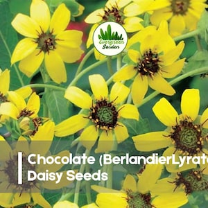 May include: Close-up of bright yellow Chocolate Daisy flowers with dark brown centers and green foliage. The image includes the text "Chocolate (Berlandieri Lyrata) Daisy Seeds" and a logo for Evergreen Garden.