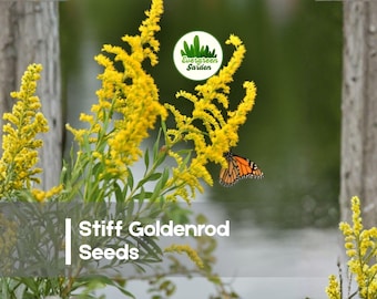 100 Stiff Goldenrod Seeds