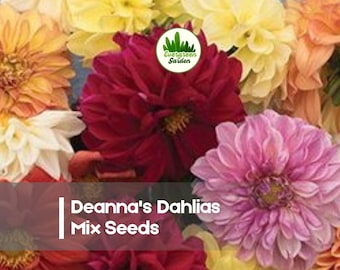 100 Deanna's Dahlias Mix Seeds