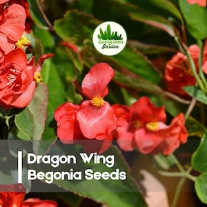 May include: Close-up of vibrant red Dragon Wing Begonia flowers with yellow centers, surrounded by lush green foliage. The image includes the text "Dragon Wing Begonia Seeds" and a circular logo.