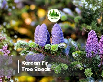 Korean Spruce Tree Seeds (PICEA KORAIENSIS) - Etsy