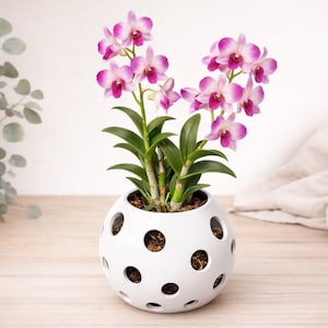 May include: A potted orchid with vibrant pink and white flowers. The plant has green leaves and is housed in a white, spherical pot with circular cutouts. The pot sits on a light-colored wooden surface.