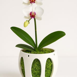 Peut inclure: Une plante d'orchidée blanche avec deux fleurs, chacune avec un centre violet et jaune, est placée dans un pot en céramique blanc à découpes ovales rempli de mousse verte. La plante a des feuilles vertes et un bourgeon.
