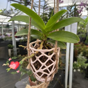 Cesta colgante para orquídeas con sistema de ventilación, inspirada en los corales, con colgador de macramé de cáñamo.