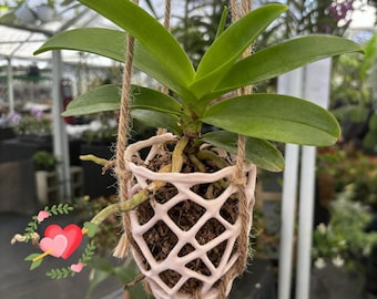 Coral-Inspired Hanging Orchid Pot – Vanda Airflow Root Basket with Hemp Hanger