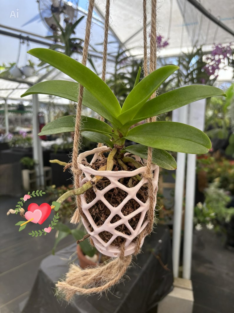 May include: A hanging orchid plant in a pink and white lattice-design pot suspended by natural rope. The plant has vibrant green leaves and visible roots. The background shows a greenhouse setting with other plants.