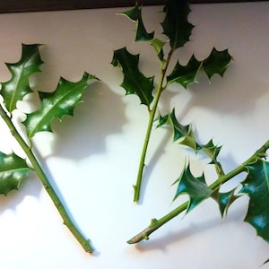 3 Holly (Ilex) Cuttings Clippings for Propagation Evergreen Perennial Tree Shrub Hedge Live Plant