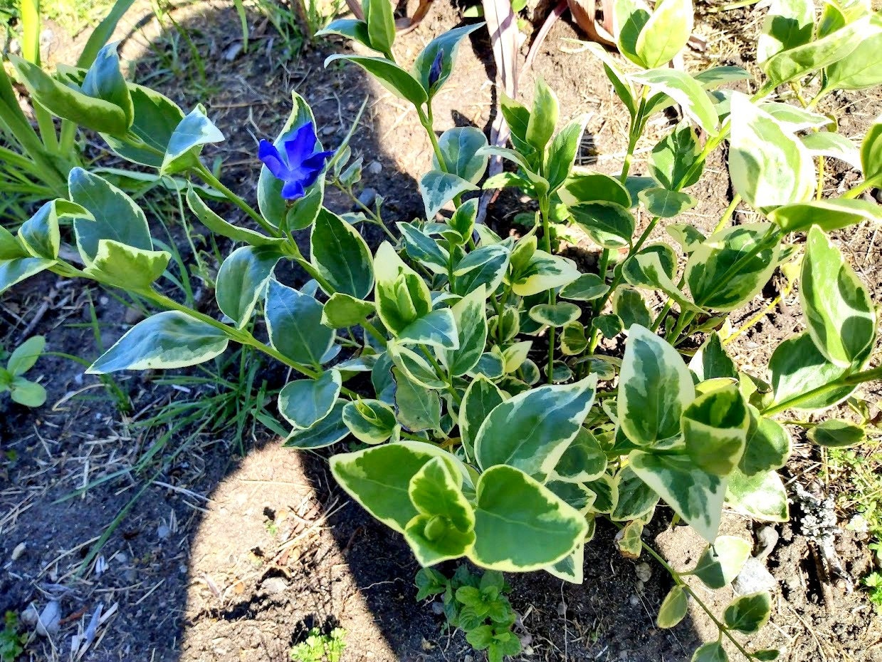 5 Live Variegated Big Leaf Vinca vinca Major Periwinkle Cuttings Clippings Organic Perennial