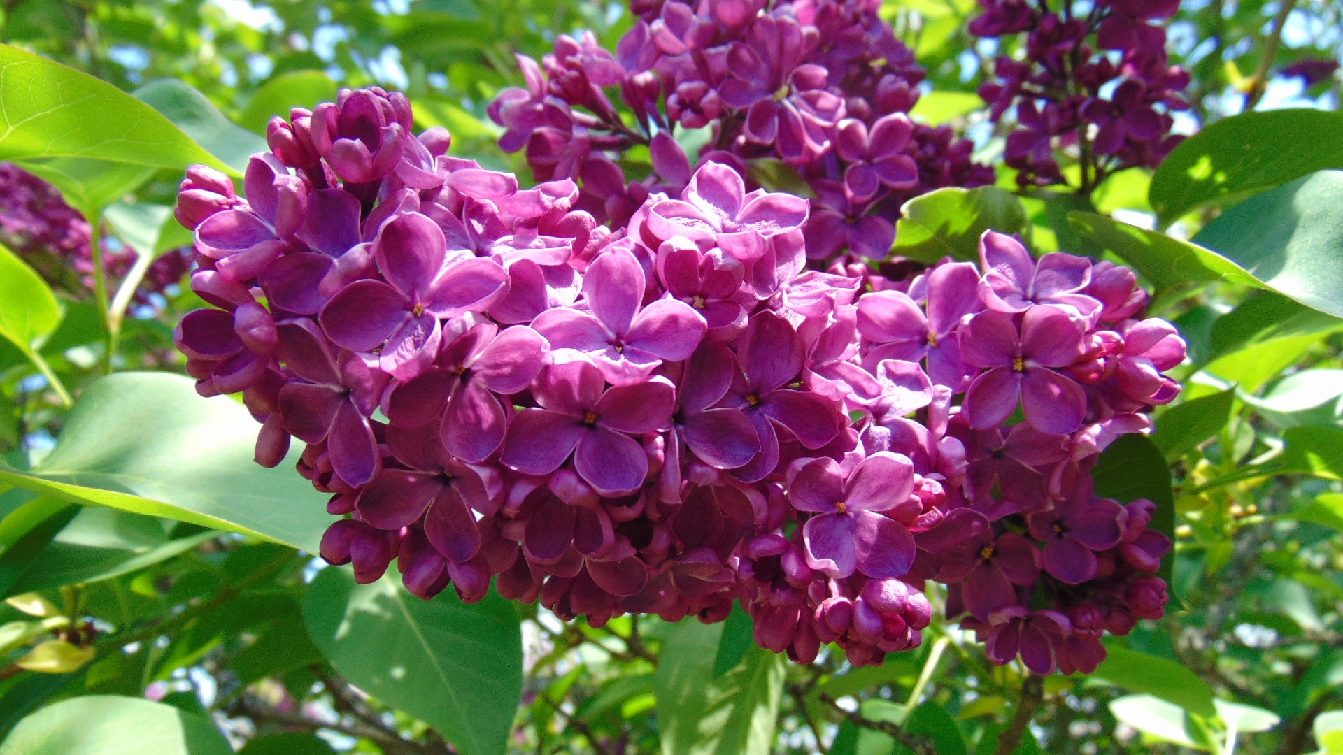 5 Dark Purple Lilac Organic Cuttings Syringa Vulgaris Etsy.de