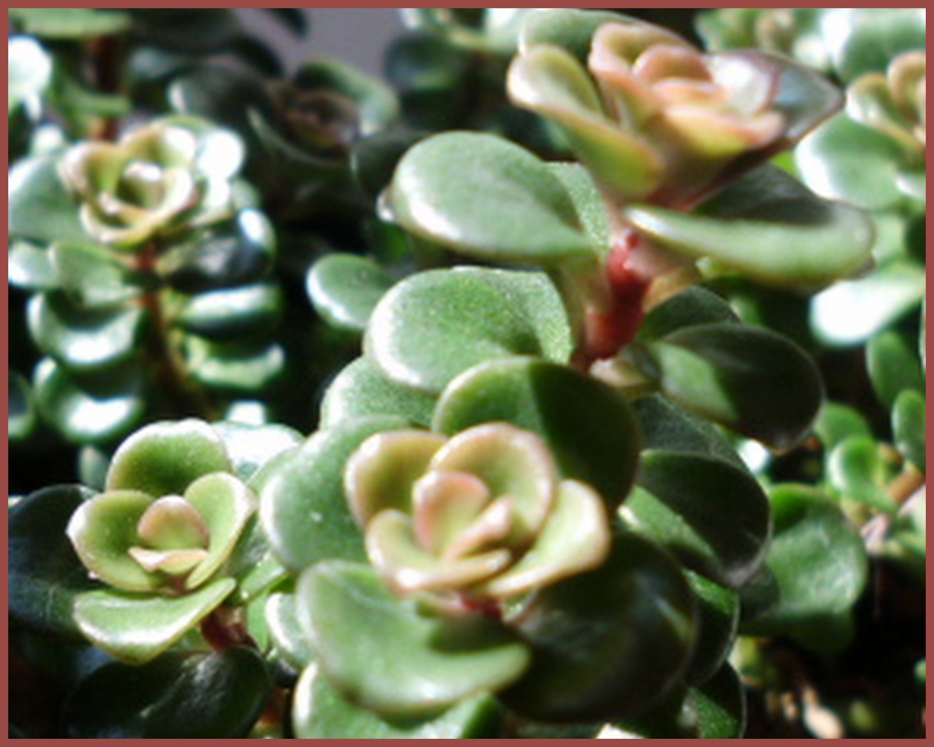 Home & Hobby Floral & Garden Crafts Sedum 'Pork 'n Beans' Stonecrop