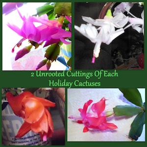 May include: A collage of four images showcasing holiday cactus cuttings. The flowers display vibrant colors, including pink, white, and orange. The text "2 Unrooted Cuttings Of Each Holiday Cactuses" is visible.