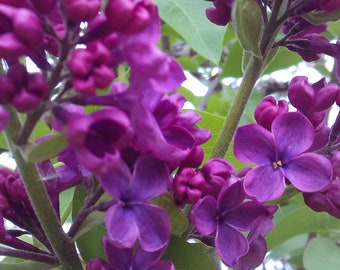 10 Dark Purple Lilac Organic Cuttings Syringa Vulgaris Perennial Flowering Shrub