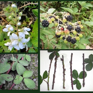 5 Blackberry Rubus Organic Berry Cane Cuttings For Propagation Permaculture Food Forest Thorned Wild Freshly Cut