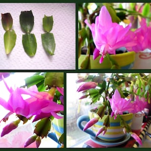 May include: A pink Christmas cactus plant in bloom with multiple flowers. The plant is potted in a colorful teacup with a striped pattern. The plant is sitting on a table with a white surface.