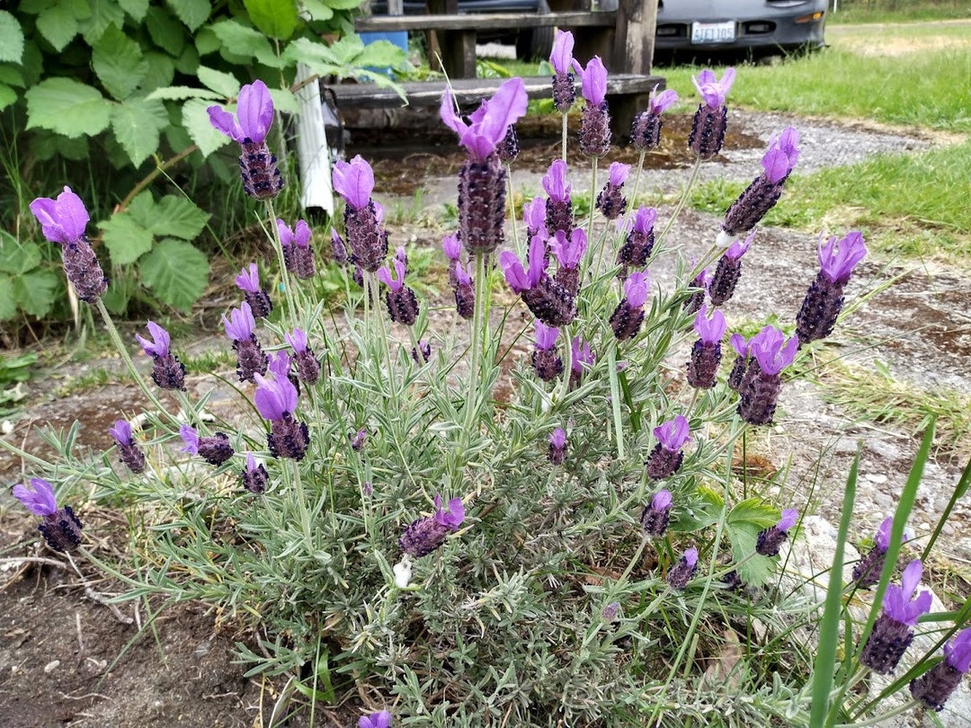 5 Spanish Lavender Organic Herb Perennial Live Plant Cuttings Clippings for  Propagation Lavandula Stoechas 