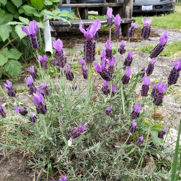5 Spanish Lavender Organic Herb Perennial Live Plant Cuttings Clippings For Propagation Lavandula Stoechas