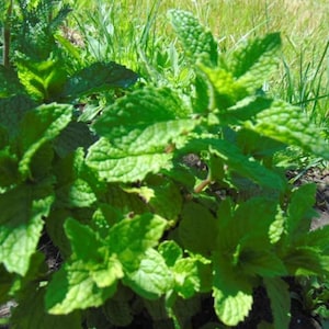 May include: Close-up of a vibrant green mint plant with textured leaves. The plant is surrounded by other greenery and grass, with sunlight illuminating the leaves. The image showcases the fresh, healthy appearance of the mint.