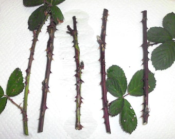 May include: Five thorny stems with green leaves, likely from a rose bush, are arranged on a white surface. The stems are brown and have sharp thorns.