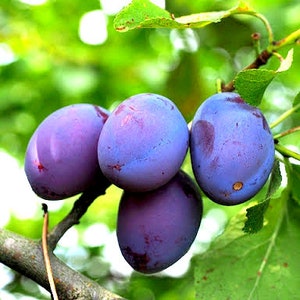 5pc DAMSON BLUE PLUM Tree Unrooted Organic Cuttings for Rooting Grafting Fruit
