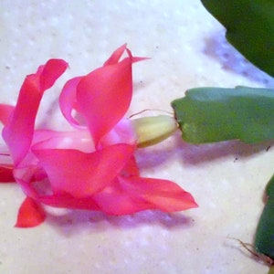 May include: A pink Christmas cactus flower with green stems. The flower is in bloom and has a delicate, layered appearance.