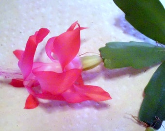 3 Christmas Cactus 2-Segment Unrooted Cuttings Schlumbergera Bridgesii Dark Pink
