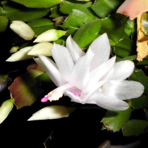May include: A white Christmas cactus flower with pink accents blooms against a backdrop of green leaves.