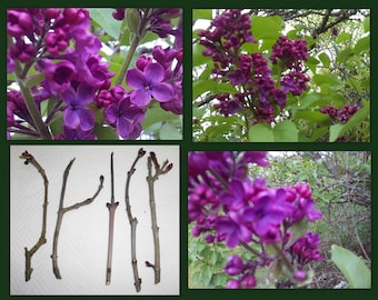 5 Dark Purple Lilac Organic Cuttings Syringa Vulgaris Perennial Flowering Shrub