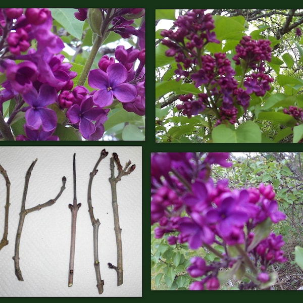 5 Dark Purple Lilac Organic Cuttings Syringa Vulgaris Perennial Flowering Shrub