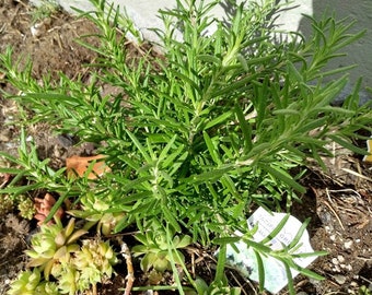 5 Rosemary Live Cuttings Clippings To Root Organic Herb Plant Salvia Rosmarinus Unrooted