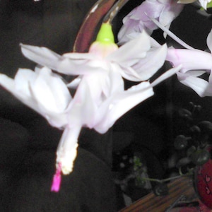 3 Thanksgiving Cactus 2-Segment Unrooted Cuttings Schlumbergera Truncata White