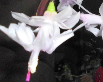 3 Thanksgiving Cactus 2-Segment Unrooted Cuttings Schlumbergera Truncata White