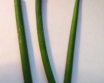 3 Fernwood Snake Plant Sansevieria Unrooted Cuttings Clippings Houseplant Succulent