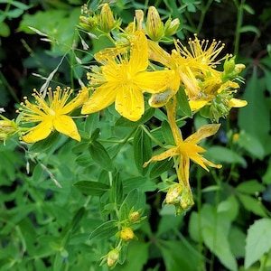 5 St. John's Wort Perennial Herb Cuttings Clippings for Propagation Hypericum perforatum