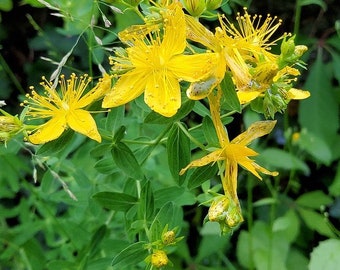 5 St. John's Wort Perennial Herb Cuttings Clippings for Propagation Hypericum perforatum