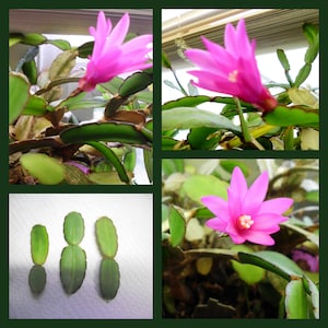 May include: A close-up of a Christmas cactus with vibrant pink flowers and green segmented leaves. The image shows multiple views of the plant, including close-ups of the flowers and detached leaf segments.