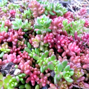 5 'Pork and Beans' Stonecrop Small Live Starter Plants Sedum Rubrotinctum Succulent Groundcover Perennial Plant