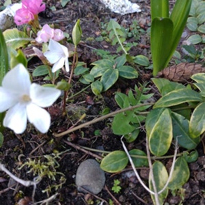5 Live Variegated Vinca (Vinca Minor) Periwinkle w/White Flowers Cuttings Clippings Organic Perennial Plant For Propagation Vine Groundcover