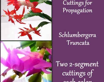 Thanksgiving Cactus Cuttings  Red & Pink Varieties Starter Pack (4  Unrooted) - Schlumbergera Truncata Houseplant Clippings for Propagation -  Etsy