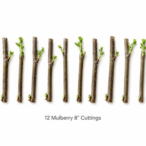 Pode incluir: Doze estacas de amoreira de 20 cm são dispostas em uma fileira contra um fundo branco. As estacas são marrons com pequenas folhas verdes brotando do topo. O texto "12 Mulberry 8" Cuttings" é exibido abaixo das estacas.