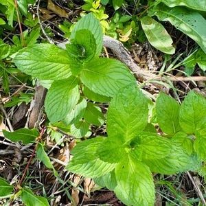 Puede incluir: Primer plano de hojas de menta verde brillante con superficies texturizadas. Las hojas están en varias etapas de crecimiento, algunas enrolladas y otras completamente desplegadas. La planta está rodeada de otras plantas verdes y ramitas.