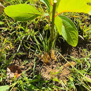 Puede incluir: Una planta joven con hojas verdes vibrantes y un tallo rojizo, que emerge del suelo. La planta está rodeada de hierba verde y tierra marrón, creando una escena natural al aire libre.