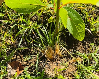 2 Pcs 5" to 8 " Organic Sassafras tree Bareroot