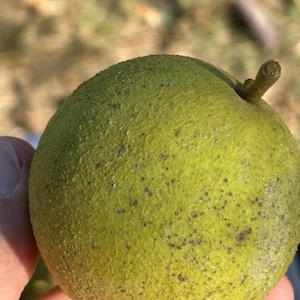 May include: A round, green walnut in its outer husk, featuring a textured, slightly bumpy surface with small dark brown speckles and a short, woody stem protruding from the top. The husk appears firm and displays a vibrant lime green color.