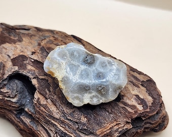 Polished Petoskey Stone