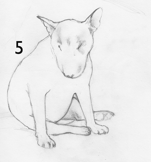 Dessin Au Trait Anglais Bull Terrier Impression Au Cadre