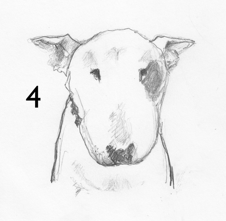 Sad Bull Terrier Line Drawing Print to frame Etsy