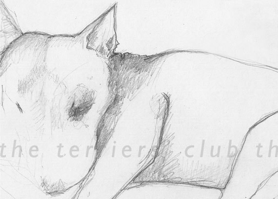 Dessin Au Trait Anglais Bull Terrier Impression Au Cadre