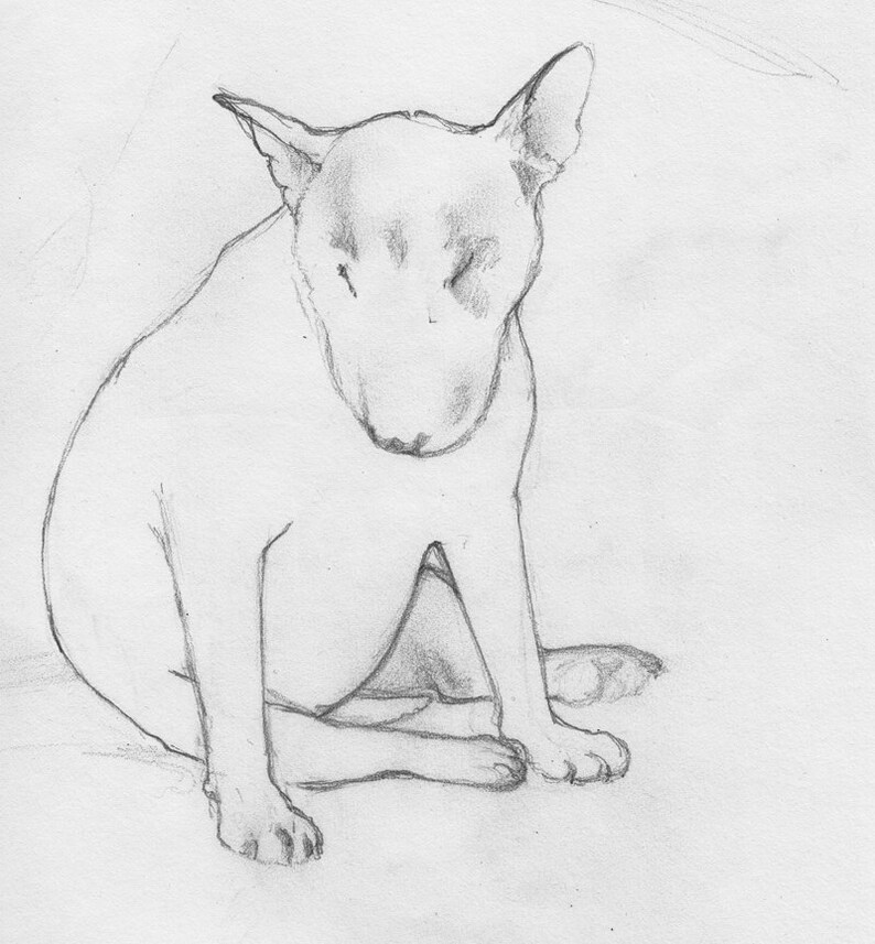 English Bull Terrier Line Drawing Print to frame | Etsy