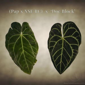 May include: Two dark green leaves with prominent veining are displayed against a neutral background. The leaf on the left has lighter green veins, while the leaf on the right has a darker green color with light green veins. Text at the top reads: (Pap x NSE RC) x 'Doc Block'.