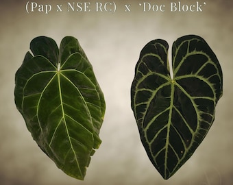 Anthurium (Papillaminum x NSE RC) x ‘Doc Block’